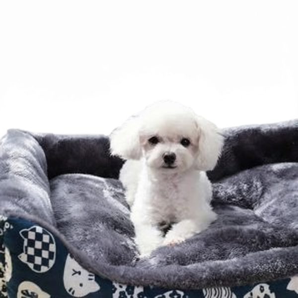 coussin confort pour petits chiens